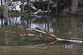 DSC01164 - Bernhard Saalfeld