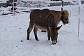 DSC01217 - Bernhard Saalfeld