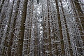 DSC01230 - Bernhard Saalfeld