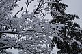 DSC01258 - Bernhard Saalfeld