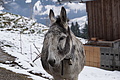 DSC01357 - Bernhard Saalfeld