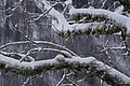 DSC01371 - Bernhard Saalfeld