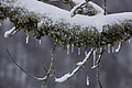 DSC01372 - Bernhard Saalfeld