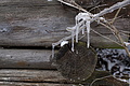 DSC01444 - Bernhard Saalfeld