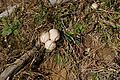 DSC00014 - Bernhard Saalfeld