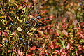 DSC00055 - Bernhard Saalfeld