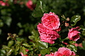 DSC00099 - Bernhard Saalfeld