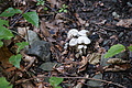 DSC00138 - Bernhard Saalfeld