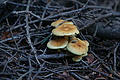 DSC00142 - Bernhard Saalfeld