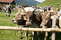 DSC00294 - Bernhard Saalfeld
