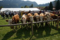 DSC00309 - Bernhard Saalfeld