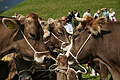 DSC00311 - Bernhard Saalfeld