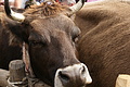 DSC00319 - Bernhard Saalfeld