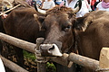 DSC00320 - Bernhard Saalfeld