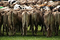 DSC00327 - Bernhard Saalfeld