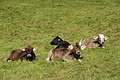 DSC00412 - Bernhard Saalfeld