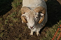 DSC00414 - Bernhard Saalfeld
