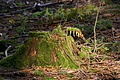 DSC00418 - Bernhard Saalfeld