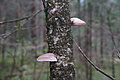 DSC00426 - Bernhard Saalfeld