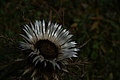 DSC00479 - Bernhard Saalfeld