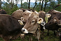 DSC00517 - Bernhard Saalfeld