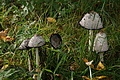 DSC00620 - Bernhard Saalfeld