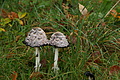 DSC00623 - Bernhard Saalfeld