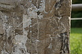 DSC00626 - Bernhard Saalfeld