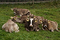 DSC00772 - Bernhard Saalfeld