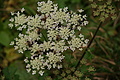 DSC00799 - Bernhard Saalfeld