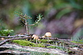 DSC00867 - Bernhard Saalfeld