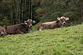 DSC00919 - Bernhard Saalfeld