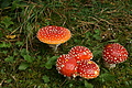 DSC00924 - Bernhard Saalfeld