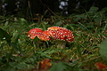DSC00925 - Bernhard Saalfeld