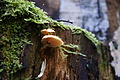 DSC00929 - Bernhard Saalfeld