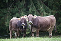 DSC00931 - Bernhard Saalfeld