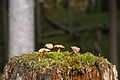 DSC00941 - Bernhard Saalfeld