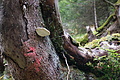 DSC00946 - Bernhard Saalfeld