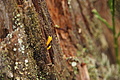 DSC00957 - Bernhard Saalfeld