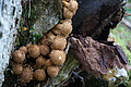 DSC00960 - Bernhard Saalfeld