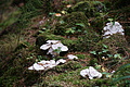 DSC00980 - Bernhard Saalfeld