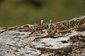 DSC01115 - Bernhard Saalfeld