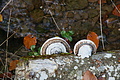 DSC01128 - Bernhard Saalfeld