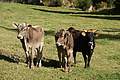 DSC01139 - Bernhard Saalfeld