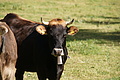 DSC01140 - Bernhard Saalfeld