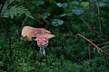 DSC01181 - Bernhard Saalfeld