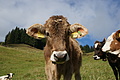DSC01192 - Bernhard Saalfeld