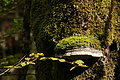 DSC09537 - Bernhard Saalfeld