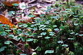 DSC09624 - Bernhard Saalfeld