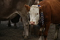 DSC09746 - Bernhard Saalfeld